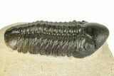 Prone Reedops Trilobite - Atchana, Morocco #255594-2